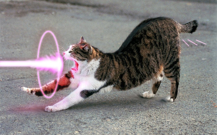 pointeur laser pour les chats